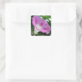 Roze Morning Glory Bloem Vierkante Sticker (Tas)