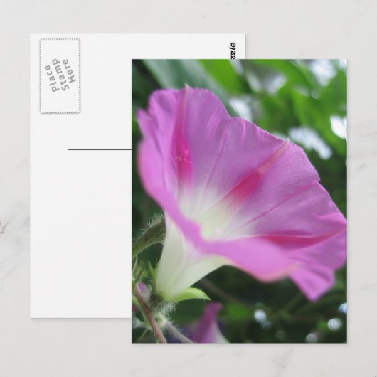 Roze morning Glory Flower Briefkaart (Voorkant / Achterkant)