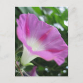 Roze morning Glory Flower Briefkaart (Voorkant)