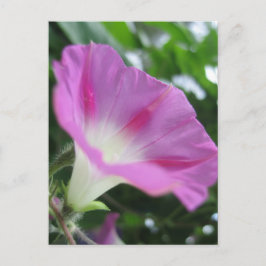 Roze morning Glory Flower Briefkaart