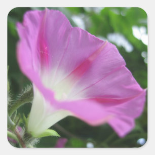 Roze morning Glory Flower Vierkante Sticker