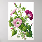 Roze Morning Glory Flowers Art Print Poster (Voorkant)