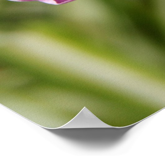 Roze morning Glory w/ Verse vanaf Psalm 118:24 Poster (Hoek)