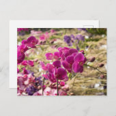 Roze Moth Orchids Briefkaart (Voorkant / Achterkant)