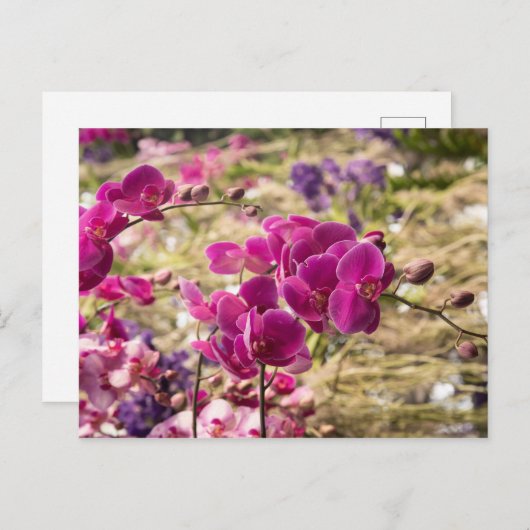 Roze Moth Orchids Briefkaart (Voorkant / Achterkant)