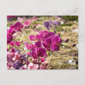 Roze Moth Orchids Briefkaart