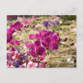 Roze Moth Orchids Briefkaart (Voorkant)