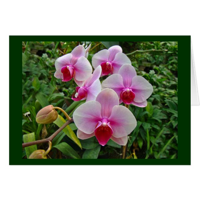 Roze moth Orchids - Phalaenopsis (Voorkant Horizontaal)
