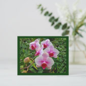 Roze moth Orchids - Phalaenopsis Briefkaart (Staand voorkant)
