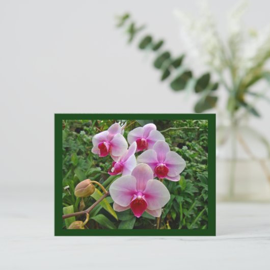 Roze moth Orchids - Phalaenopsis Briefkaart (Staand voorkant)