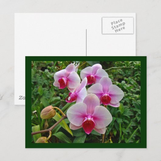 Roze moth Orchids - Phalaenopsis Briefkaart (Voorkant / Achterkant)