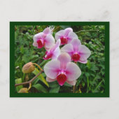 Roze moth Orchids - Phalaenopsis Briefkaart (Voorkant)