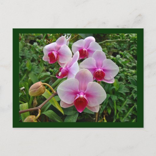 Roze moth Orchids - Phalaenopsis Briefkaart (Voorkant)