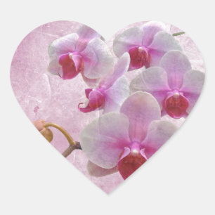 Roze moth Orchids - Phalaenopsis Hart Sticker