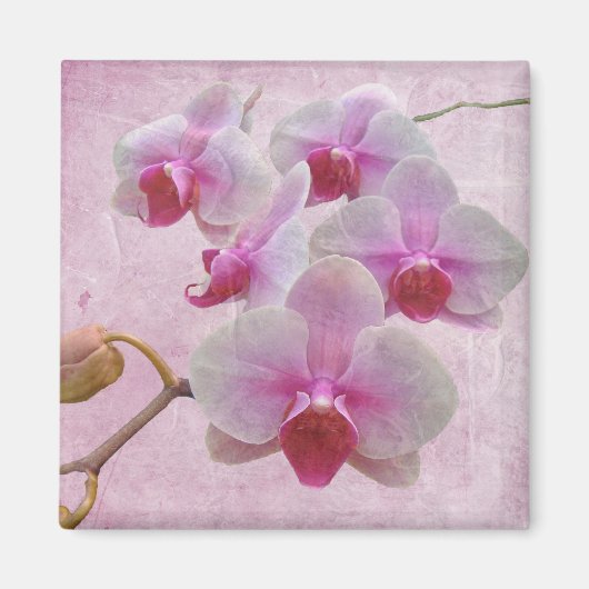 Roze moth Orchids - Phalaenopsis Magneet (Voorkant)