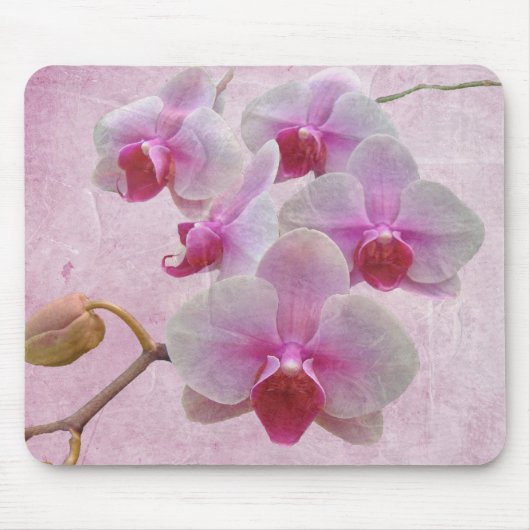 Roze moth Orchids - Phalaenopsis Muismat (Voorkant)