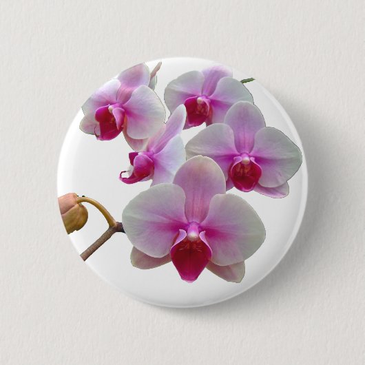 Roze moth Orchids - Phalaenopsis Ronde Button 5,7 Cm (Voorkant)