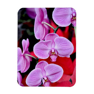 Roze motto's printmagneet magneet