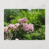 Roze Mountain Laurel Flowers Briefkaart (Voorkant)