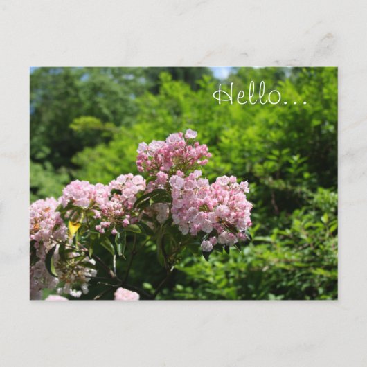 Roze Mountain Laurel Flowers Briefkaart (Voorkant)