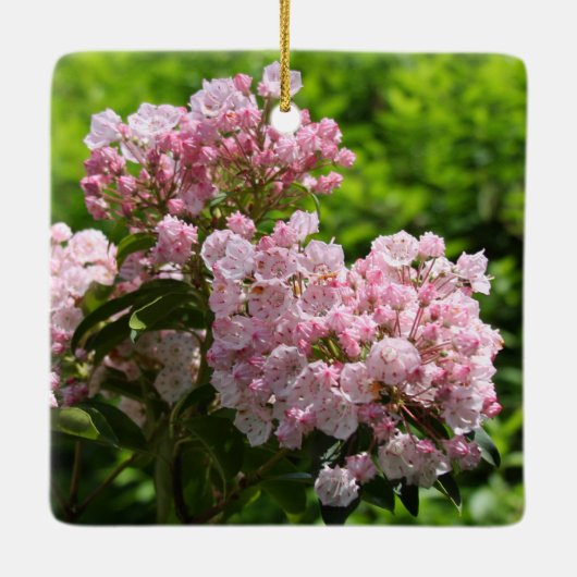 Roze Mountain Laurel Flowers Keramisch Ornament (Achterkant)