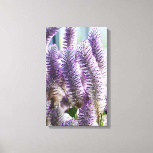 Roze Mulla Mulla Ingepakt Canvas Afdruk (Voorkant)