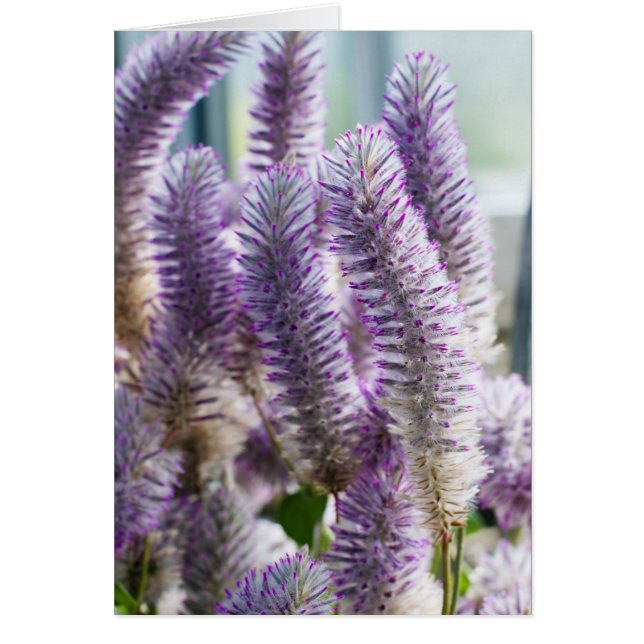 Roze Mulla Mulla Kaart (Voorkant)