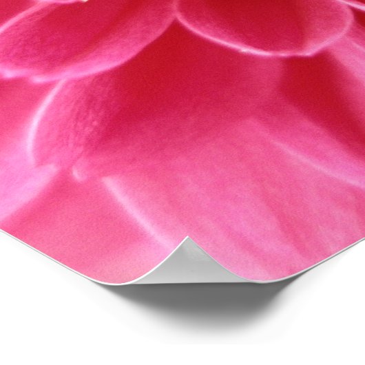 Roze mum poster (Hoek)