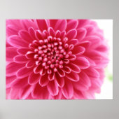 Roze mum poster (Voorkant)