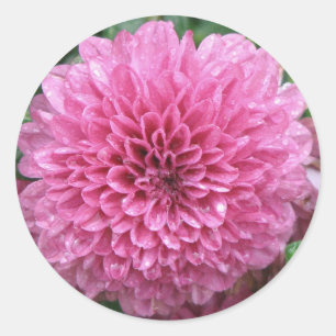 Roze mum ronde sticker