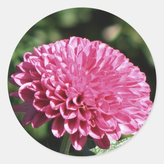 Roze mum ronde sticker (Voorkant)