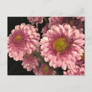 Roze Mums Briefkaart