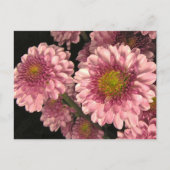 Roze Mums Briefkaart (Voorkant)