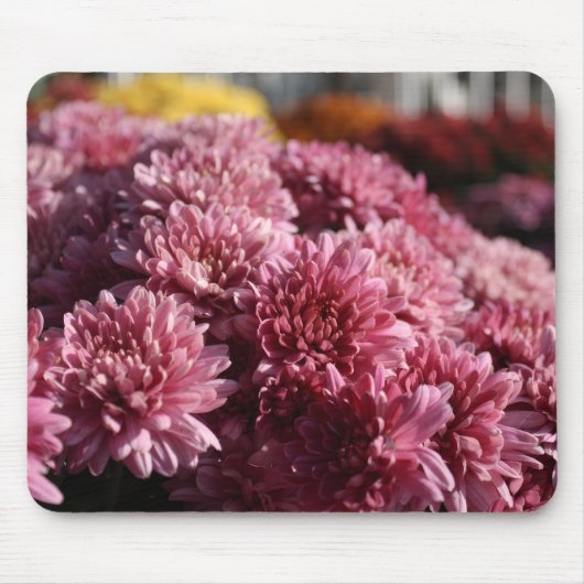 Roze Mums Foto Mooi Muismat (Voorkant)