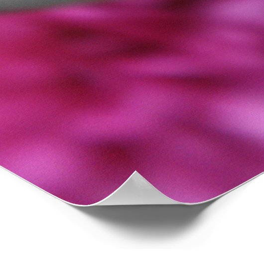 Roze Mums Poster (Hoek)