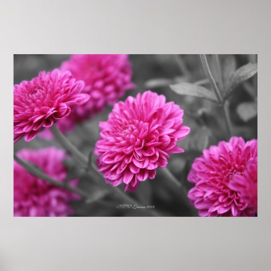Roze Mums Poster (Voorkant)