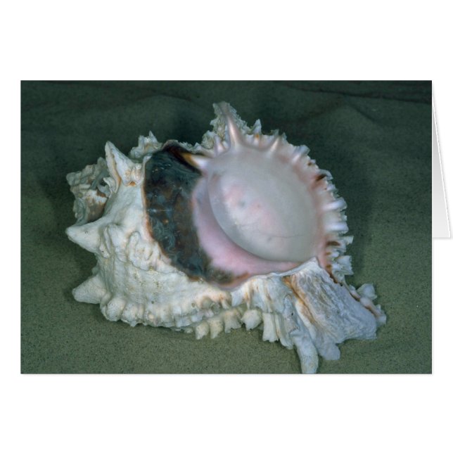 Roze murex (Murex erythrostomus) Shell (Voorkant Horizontaal)