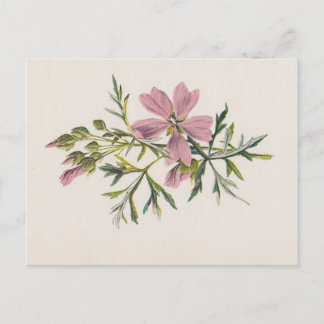 Roze Muskreukventilator (Hulme) Botanisch Briefkaa Briefkaart