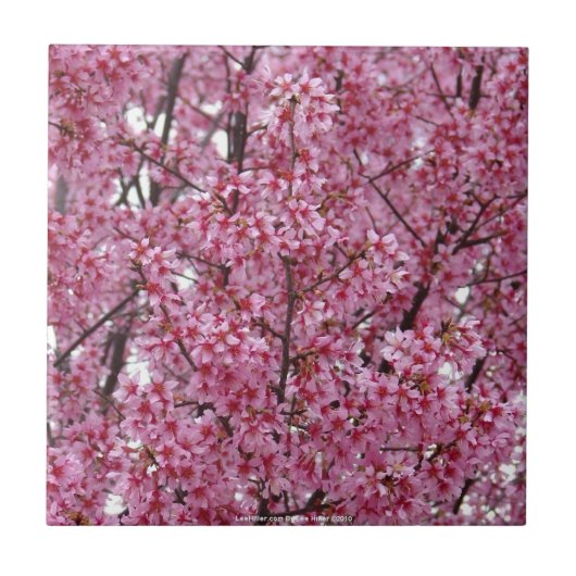 Roze muur van kersenbloesems Tegel Tegeltje (Voorkant)