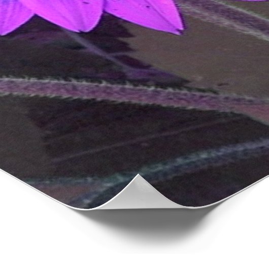 Roze N Paars Zonnebloem Poster (Hoek)