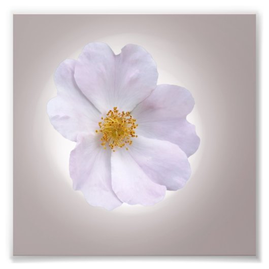 roze naar paars foto afdruk (Voorkant)