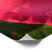  roze najaar Roos Poster (Hoek)