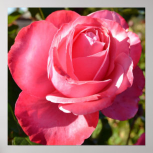  roze najaar Roos Poster