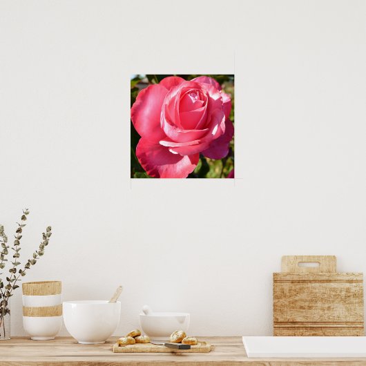  roze najaar Roos Poster (Keuken)