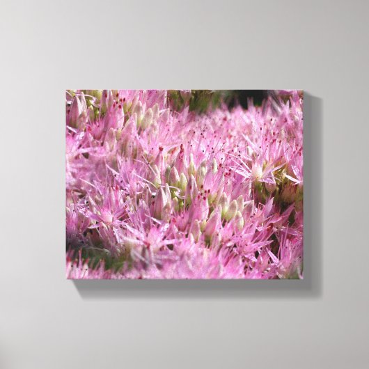 Roze najaarsbloemen sluiten dicht canvas afdruk (Voorkant)