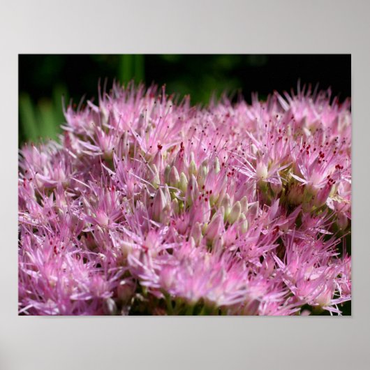 Roze najaarsbloemen sluiten dicht poster (Voorkant)