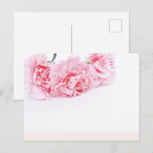 Roze natievloeren op witte achtergrond briefkaart (Voorkant / Achterkant)