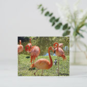 Roze Natuur Flamingo Briefkaart (Staand voorkant)