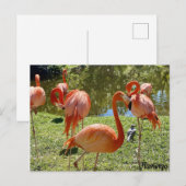 Roze Natuur Flamingo Briefkaart (Voorkant / Achterkant)