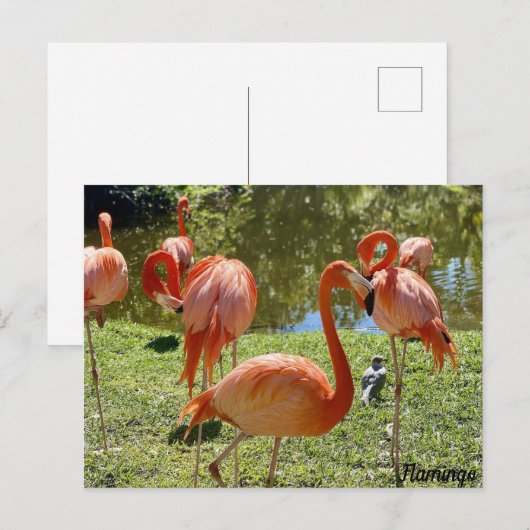 Roze Natuur Flamingo Briefkaart (Voorkant / Achterkant)